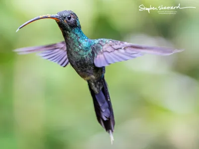 Hummingbirds of Costa Rica